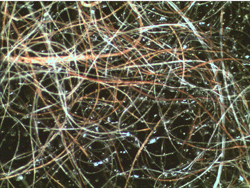 Optical Image of Animal Fibers
