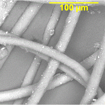 SEM Image of Animal Fibers