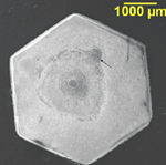 Decapsulated Diode Die
