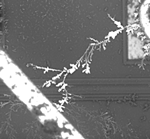 Dendritic Growth