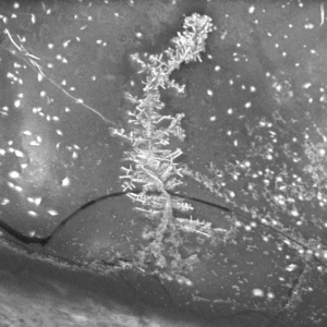 Pb-dendrite formed by electromigration on the surface of the flux residue.