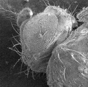 SEM image of the head of a fruit fly.